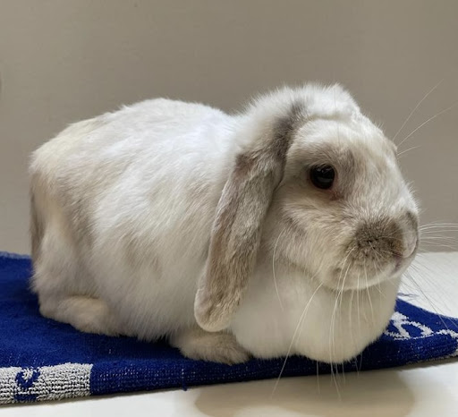 Exotic Animal Clínica Veterinaria Aracavia en Málaga