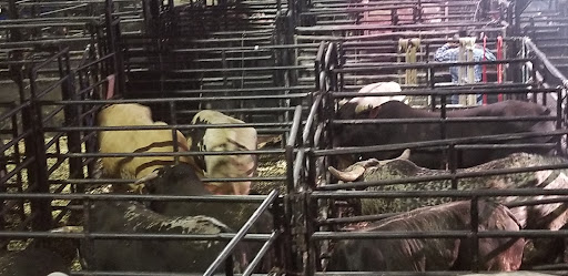 Arena «Jacksonville Veterans Memorial Arena», reviews and photos, 300 A Philip Randolph Blvd, Jacksonville, FL 32202, USA