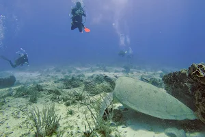 Punta Sur Divers image