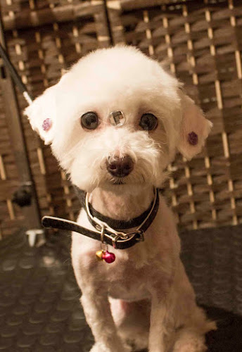 Peluquería Canina Con Camara Web ~Coco Beauty Groomer~ - Metropolitana de Santiago