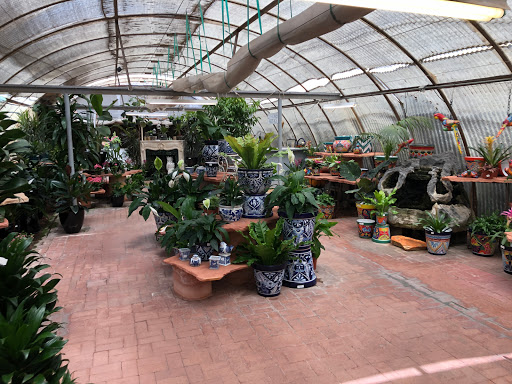 Bonsai plant supplier Scottsdale