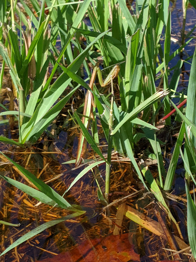 Nature Preserve «Rancocas Nature Center», reviews and photos, 794 Rancocas Mt Holly Rd, Westampton, NJ 08060, USA