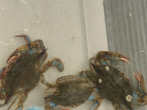 Boat Tour Agency «Sea Screamer», reviews and photos, 3605 Thomas Dr, Panama City, FL 32408, USA