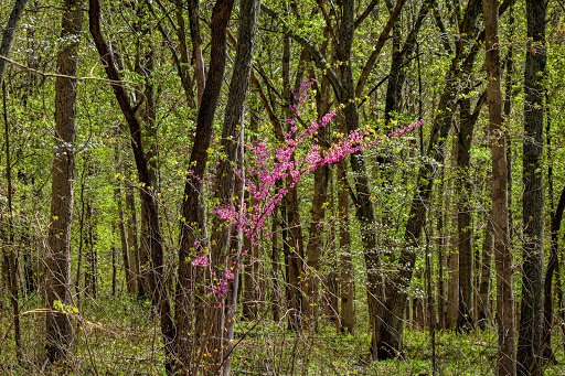 Nature Preserve «Shaw Nature Reserve», reviews and photos, 307 Pinetum Loop Rd, Gray Summit, MO 63039, USA