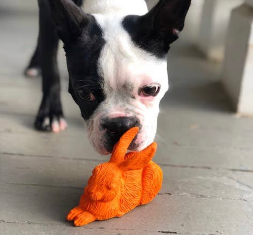 Pet Groomer «The Pet Set - Buckhead», reviews and photos, 2480 Briarcliff Rd NE #3, Atlanta, GA 30329, USA