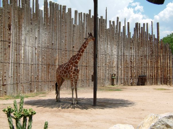 ABQ Zoo - Africa