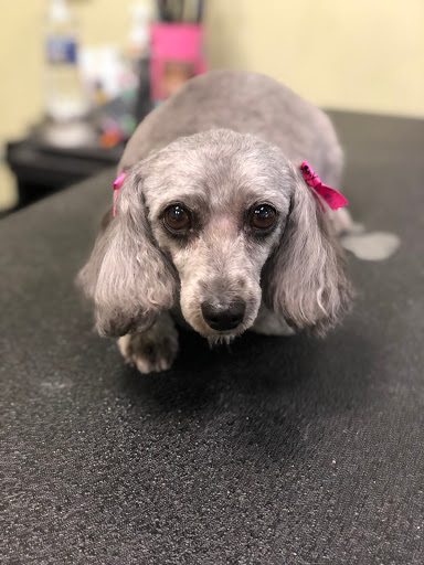 North Bark Pet Salon