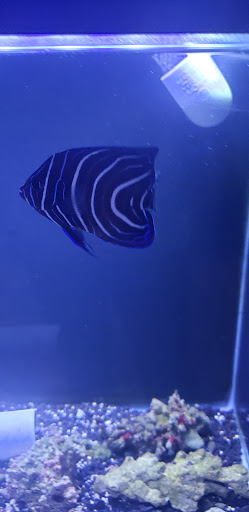 Aquarium «Marine EXTREMES», reviews and photos, 6257 E 21st St N, Wichita, KS 67208, USA