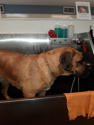 Pet Groomer «U Dirty Dog», reviews and photos, 232 Stevens Entry, Peachtree City, GA 30269, USA