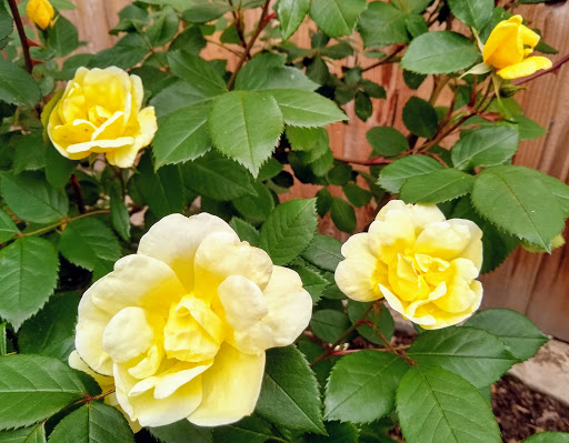 Park «Melilah Park», reviews and photos, SW 182nd Ave, Aloha, OR 97006, USA