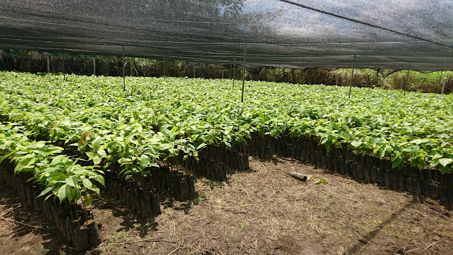 Asociación De Productores De Cacao San Carlos - Guayaquil