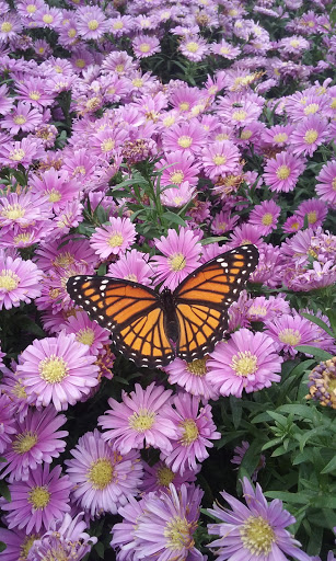 Hardware Store «Ace Hardware & Garden Center», reviews and photos, 20277 Wirt St, Elkhorn, NE 68022, USA