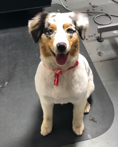 Pet Groomer «The Fetch House», reviews and photos, 130 W Washington St, Madison, GA 30650, USA