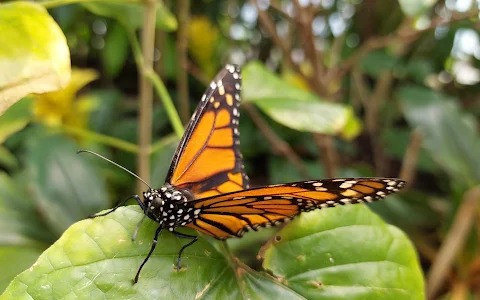 Butterfly Pavilion image