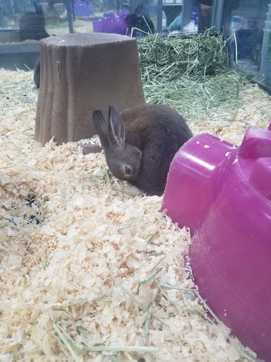 Pet Store «Petland Fairfax», reviews and photos, 9404 Main Street, Fairfax, VA 22031, USA