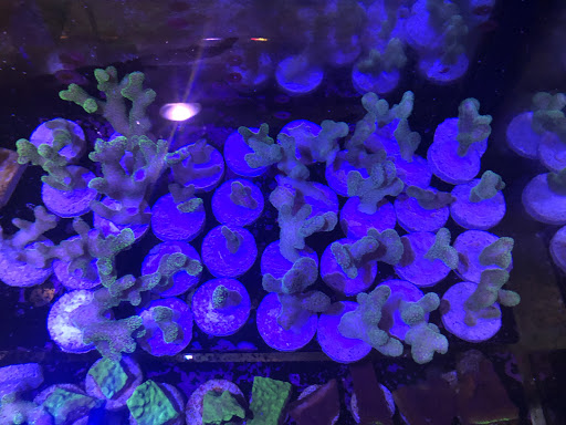 Aquarium «1st Class Aquarium», reviews and photos, 1167 Bay St, Staten Island, NY 10305, USA