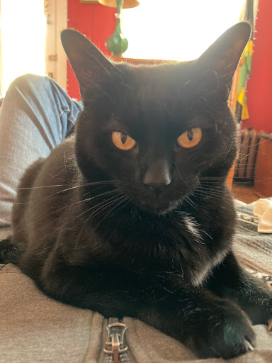 Pet Supply Store «Sunflower Natural Pet Supplies», reviews and photos, 514 Pillsbury Dr, Manhattan, KS 66502, USA