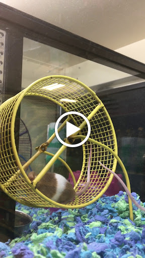 Pet Supply Store «PetSmart», reviews and photos, 3520 S El Camino Real, San Mateo, CA 94403, USA