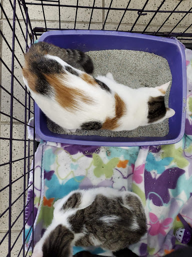 Car Dealer «Mohawk Honda», reviews and photos, 175 Freemans Bridge Rd, Scotia, NY 12302, USA