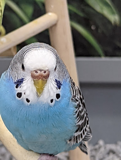 Pet Supply Store «Petco Animal Supplies», reviews and photos, 3012 Bridgepointe Pkwy, San Mateo, CA 94404, USA