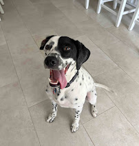 With Love Pet Care LLC - Photo 8 - Car repair in Matawan, NJ, Staten Island