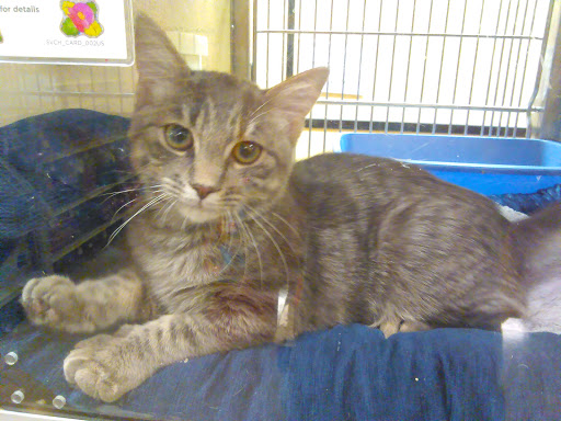 Pet Supply Store «PetSmart», reviews and photos, 466 S Watson Rd, Buckeye, AZ 85326, USA