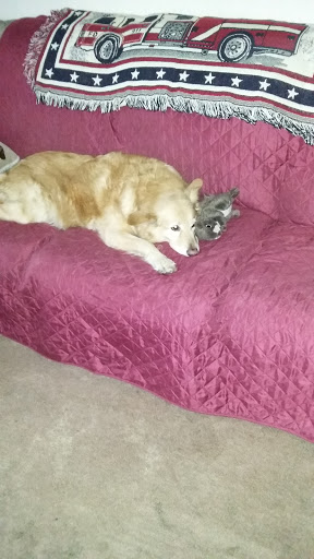 Pet Supply Store «PetSmart», reviews and photos, 279 E Fairmount Ave, Lakewood, NY 14750, USA