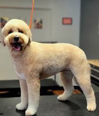 Swaggy Dog Grooming Lounge - Photo 5 - Car repair in Castleton-On-Hudson, NY, Albany