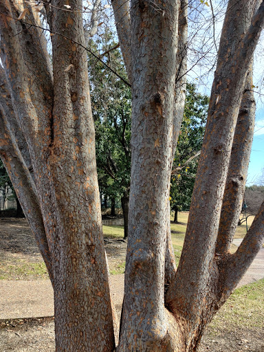 Park «Frisco Central Park», reviews and photos, 3155 Parkwood Blvd, Frisco, TX 75034, USA