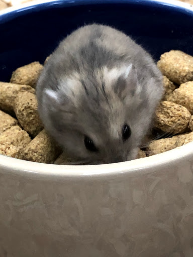 Pet Supply Store «Pet Supermarket», reviews and photos, 1080 Alafaya Trail, Oviedo, FL 32765, USA