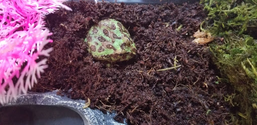 Pet Supply Store «PetSmart», reviews and photos, 9921 Pulaski Hwy, Baltimore, MD 21220, USA