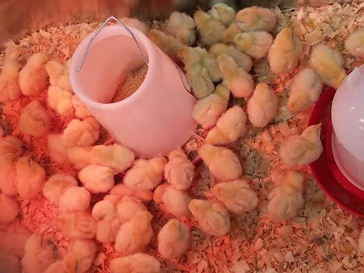 Home Improvement Store «Tractor Supply Co.», reviews and photos, 112 E N Pointe Dr, Salisbury, MD 21804, USA