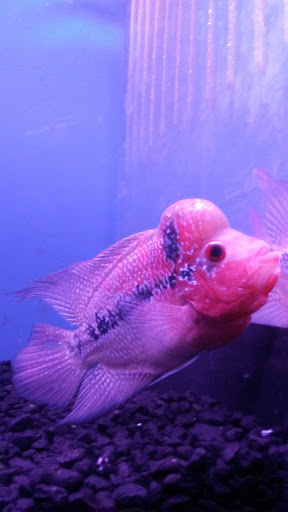 Aquarium «Crystal Reef Aquariums», reviews and photos, 311 Pass Rd, Gulfport, MS 39507, USA