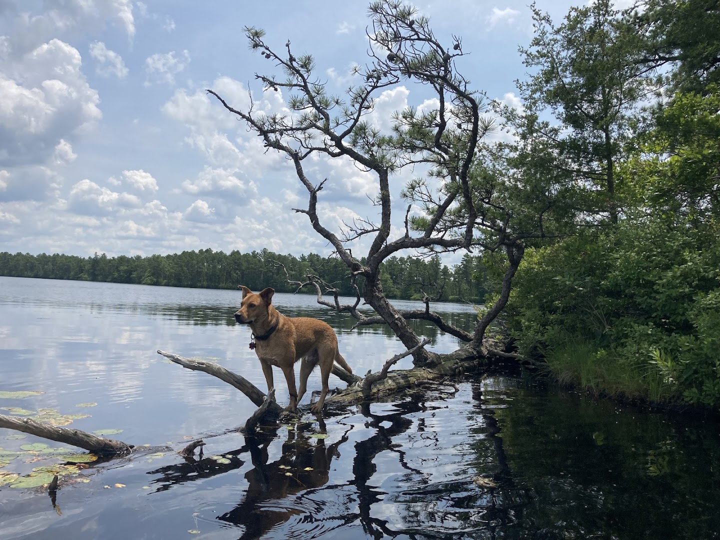 Waggin' Train LLC Dog Training