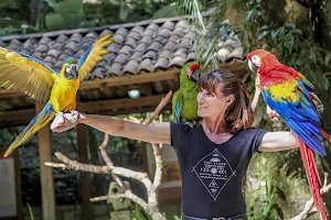 Macaw Mountain Bird Park image