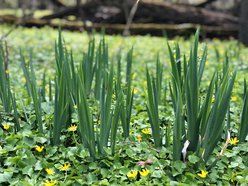 Nature Preserve «Forest Glen Woods», reviews and photos, 5420 N Forest Glen Ave, Chicago, IL 60630, USA