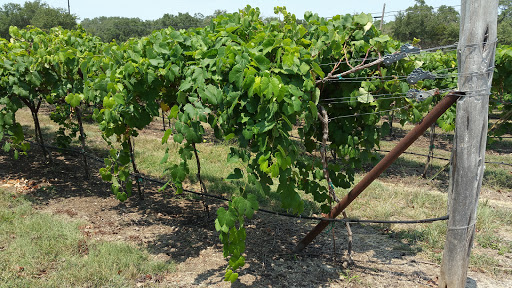 Vineyard «Dry Comal Creek Winery & Vineyards», reviews and photos, 1741 Herbelin Rd, New Braunfels, TX 78132, USA