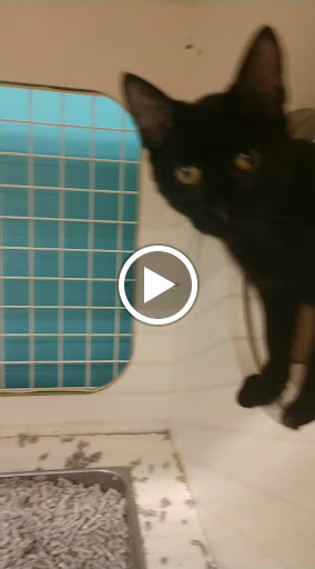 Pet Supply Store «Petco Animal Supplies», reviews and photos, 921 Harley Strickland Blvd, Orange City, FL 32763, USA