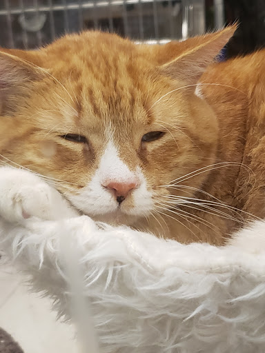 Pet Supply Store «PetSmart», reviews and photos, 1236 Greenbrier Pkwy, Chesapeake, VA 23320, USA