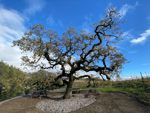 Winery «Trinitas Cellars», reviews and photos, 875 Bordeaux Way, Napa, CA 94558, USA