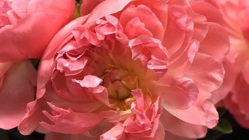 Florist «The Vintage Violet», reviews and photos, 2120 S 700 E h, Salt Lake City, UT 84106, USA