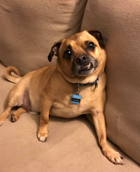 Sissy Dog's - Photo 2 - Car repair in , Utica