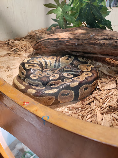 Pet Store «Forever Pets Inc», reviews and photos, 1030 Basse Rd, San Antonio, TX 78212, USA