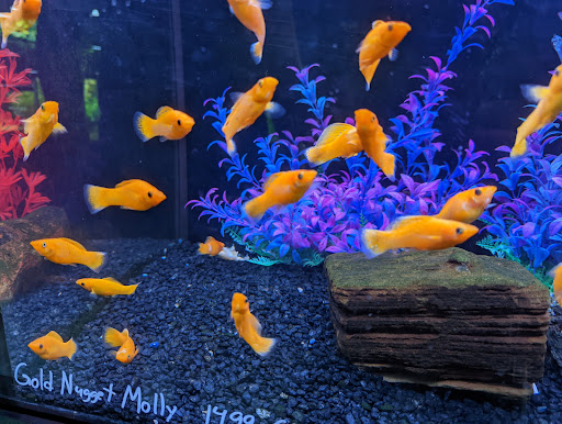 Tropical Fish Store «Aquarium Adventure Superstore», reviews and photos, 3649 Fishinger Blvd, Hilliard, OH 43026, USA