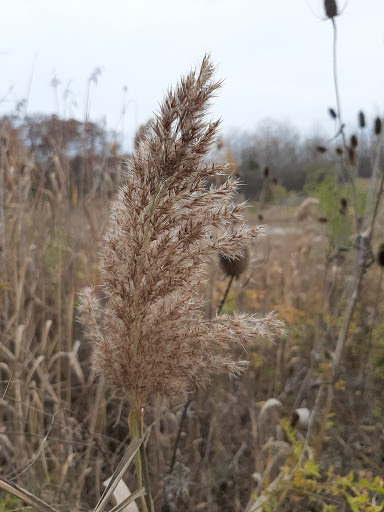 Nature Preserve «Sawyer Quarry Nature Preserve», reviews and photos, 26940 Lime City Rd, Perrysburg, OH 43551, USA