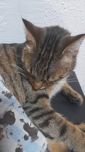 Link-Straub Herta Dr. med. vet., Würthner Carolin Prakt. Tierärztinnen unter Tuttlingen, Baden Württemberg