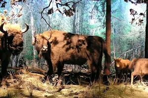 Natural-Forest Museum. Bialowieza National Park image