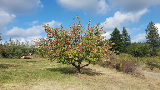 Bed & Breakfast «Apple Farm», reviews and photos, 18501 Philo Greenwood Rd, Philo, CA 95466, USA