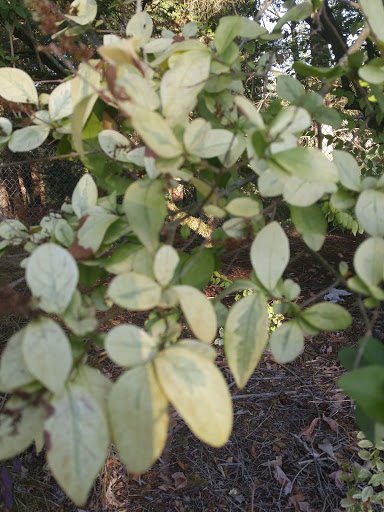 Park «Sacajawea Park», reviews and photos, 1401 S Dash Point Rd, Federal Way, WA 98003, USA