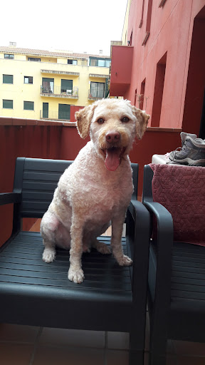 Centro Veterinario Carrer Nou en Figueres
